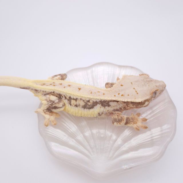 릴리화이트 레이지