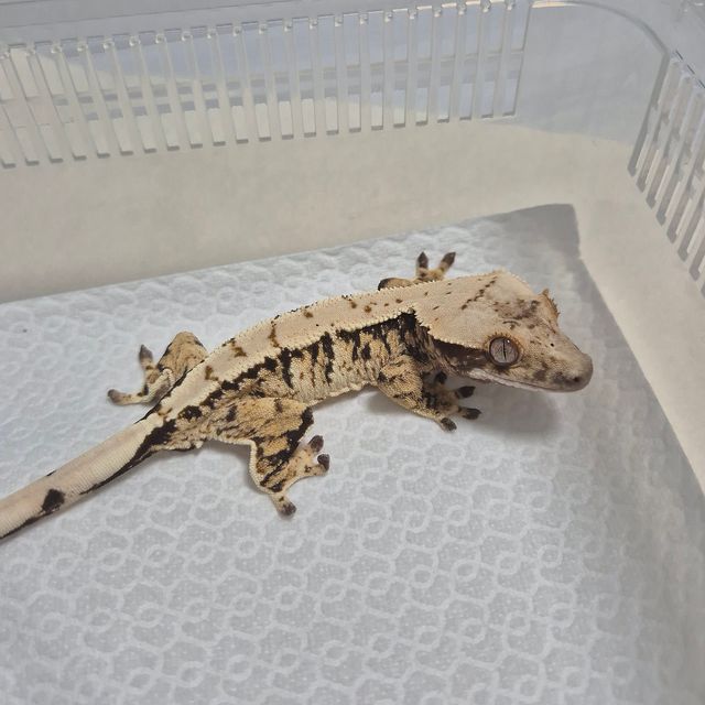 트라이