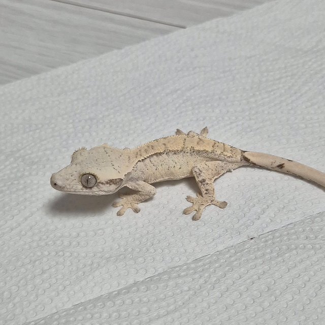 노멀 드리피 화이트스팟 화이트 트라이