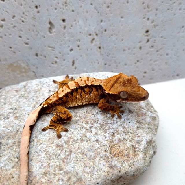 텐저린 트라이