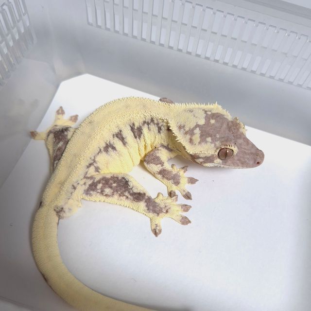 프라푸치노