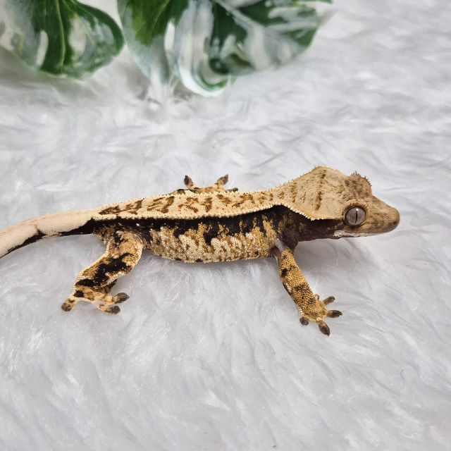 트라이
