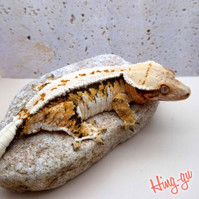 풀핀 트라이