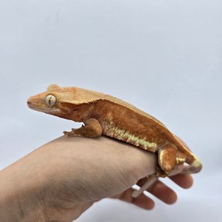 레드 팬텀 릴리화이트