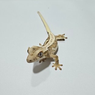 릴리화이트 옐로우 크림