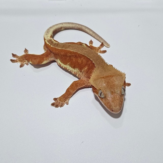 릴리화이트 팬텀 레드