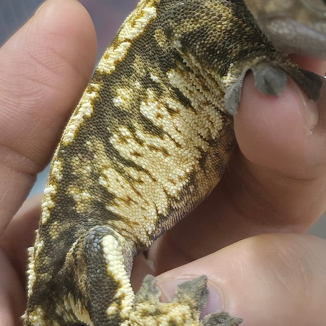 노멀 트라이 익스트림할리퀸