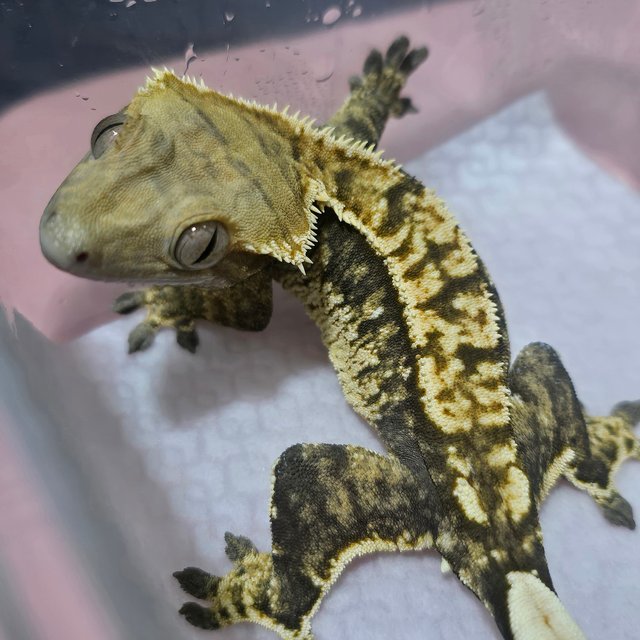 노멀 트라이 익스트림할리퀸