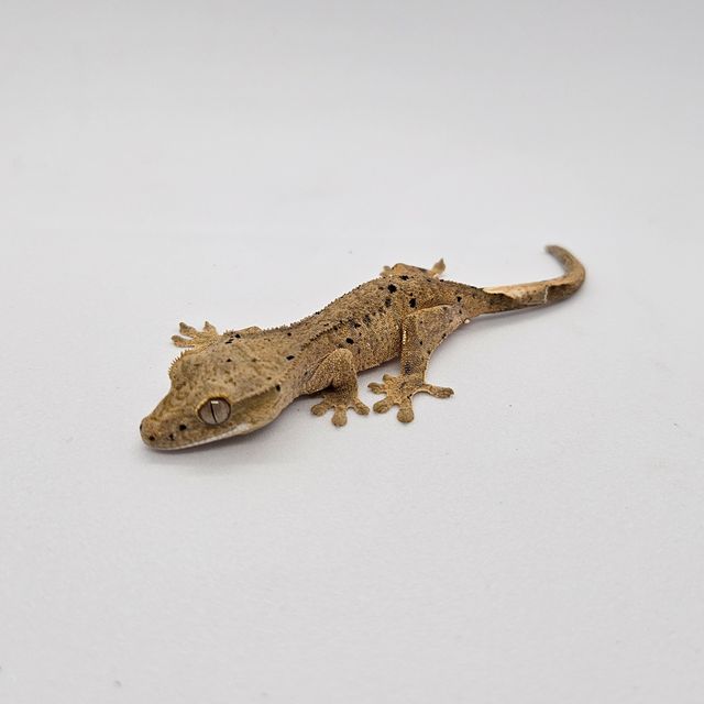 슈퍼달마시안