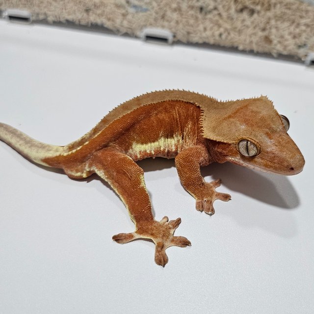 릴리화이트 팬텀 레드