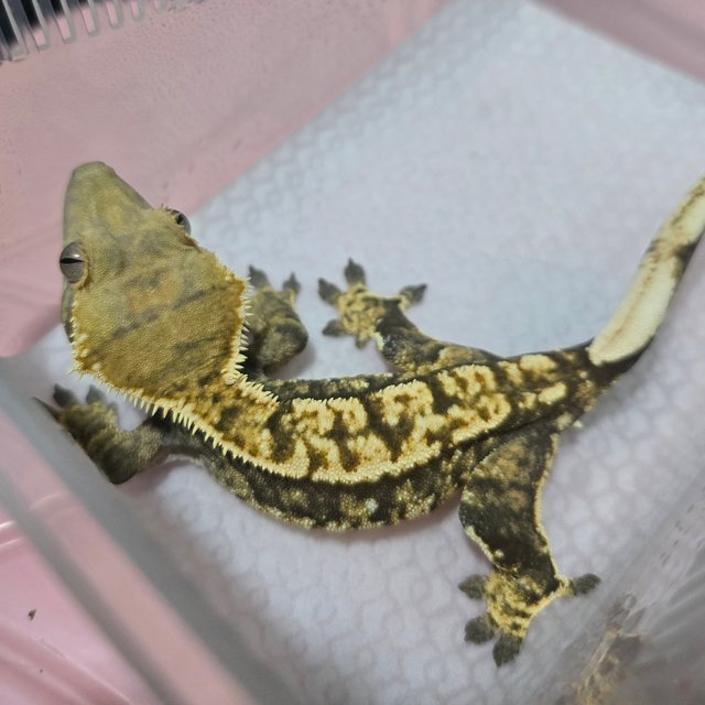 노멀 트라이 익스트림할리퀸