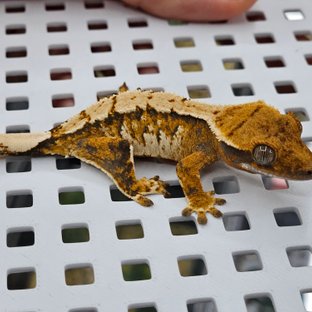 트라이 화이트핀 할리퀸 텐저린 화이트