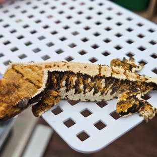 화이트핀 할리퀸 텐저린 트라이