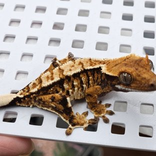 텐저린 화이트핀 할리퀸 트라이