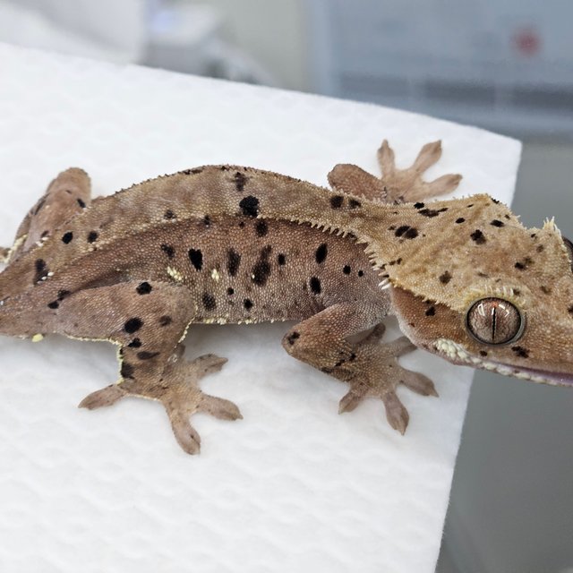 달마시안