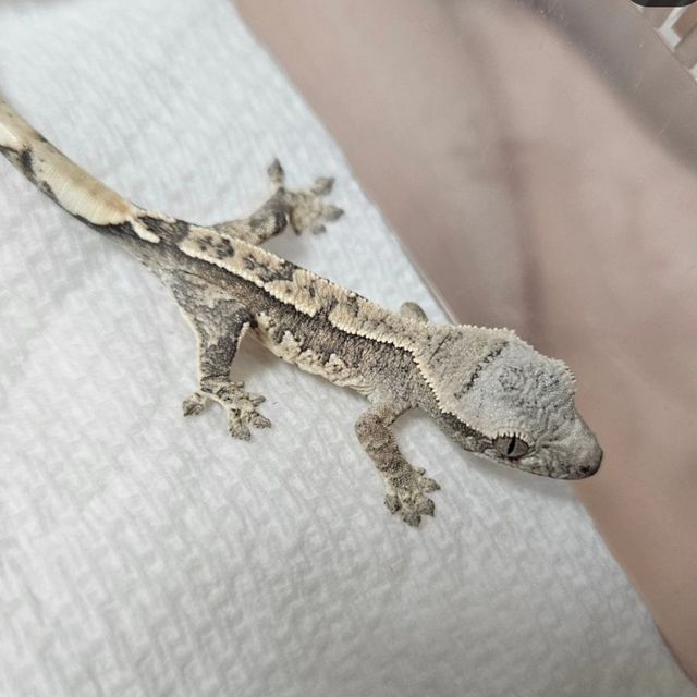 크림시클