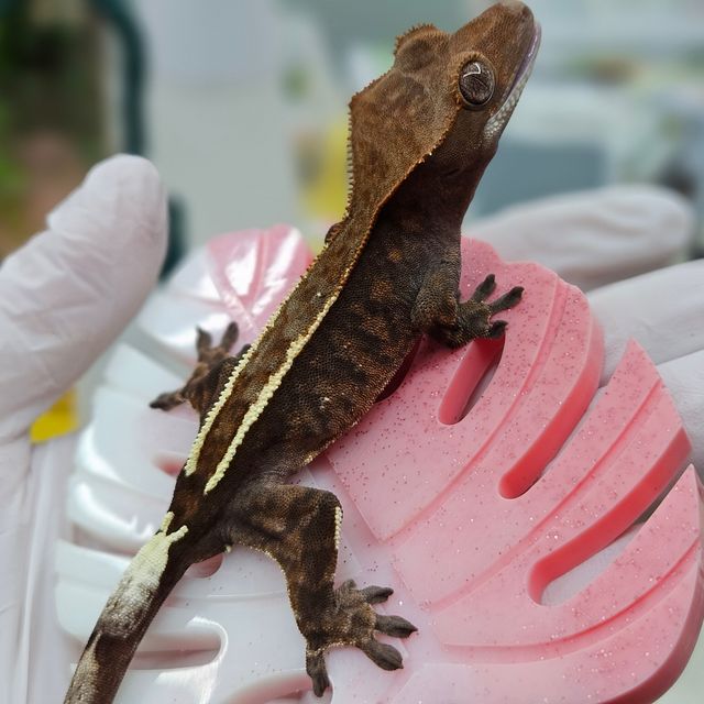 카푸치노