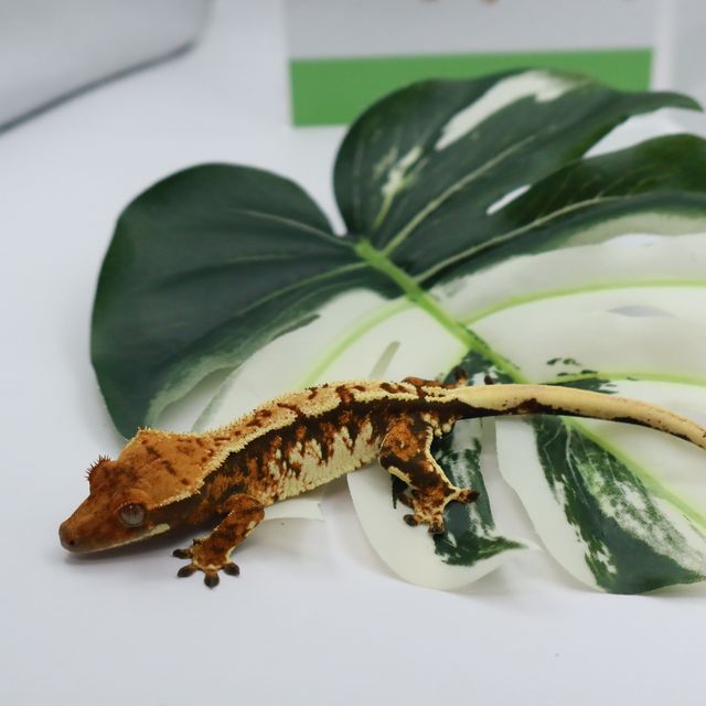 바브 트라이