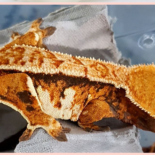 트라이 핀스트라이프 텐저린