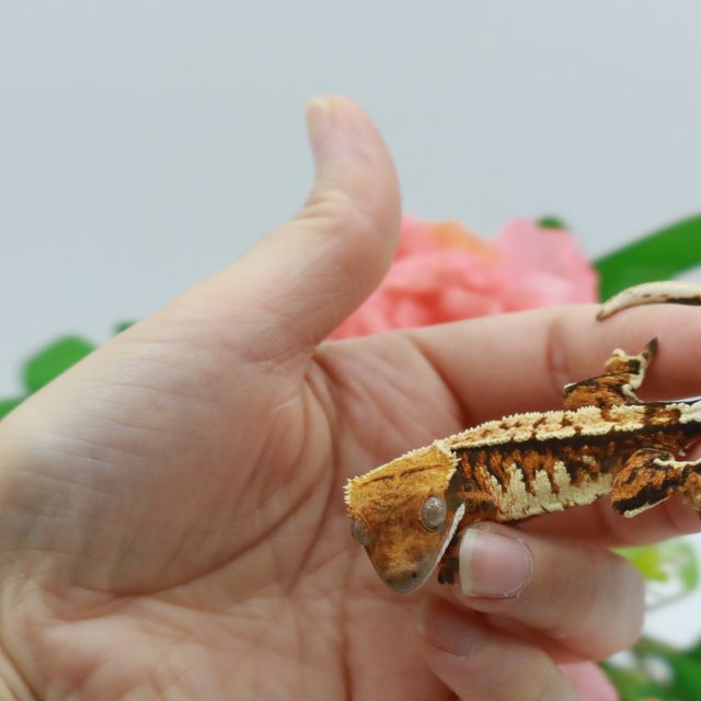 바브 텐저린