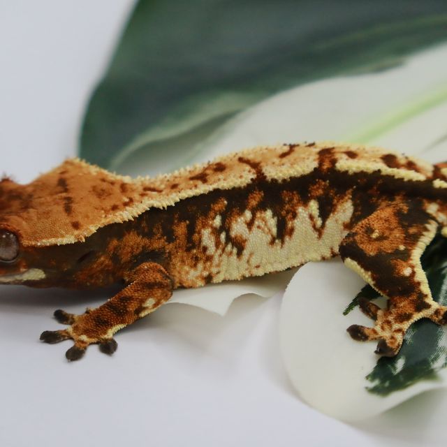 바브 트라이