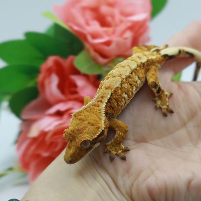 바브 텐저린