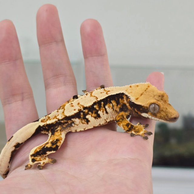 노멀 트라이 익스트림할리퀸 화이트스팟