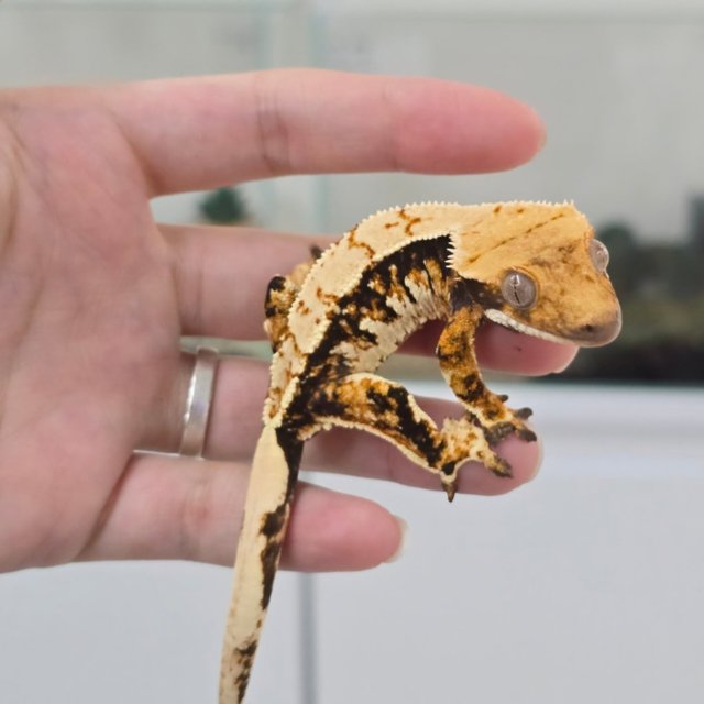 노멀 트라이 익스트림할리퀸 화이트스팟