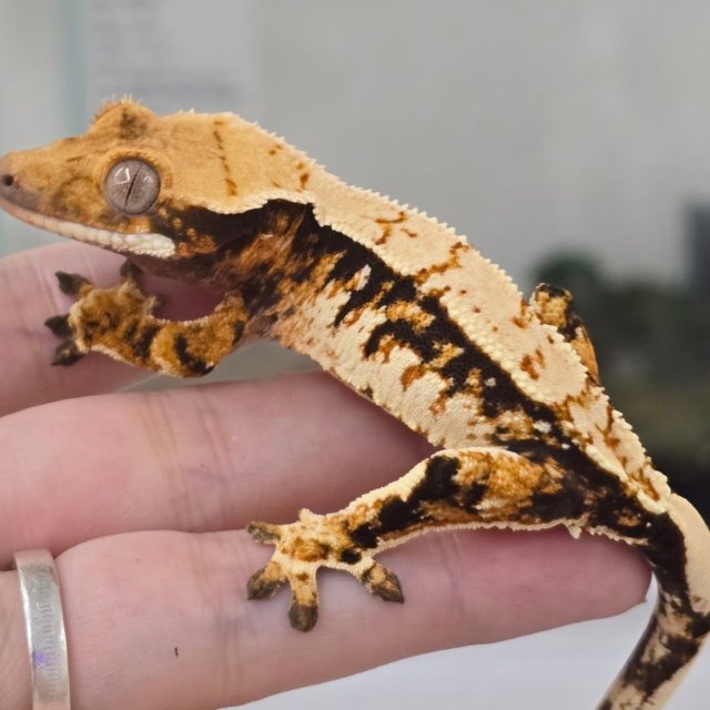 노멀 트라이 익스트림할리퀸 화이트스팟