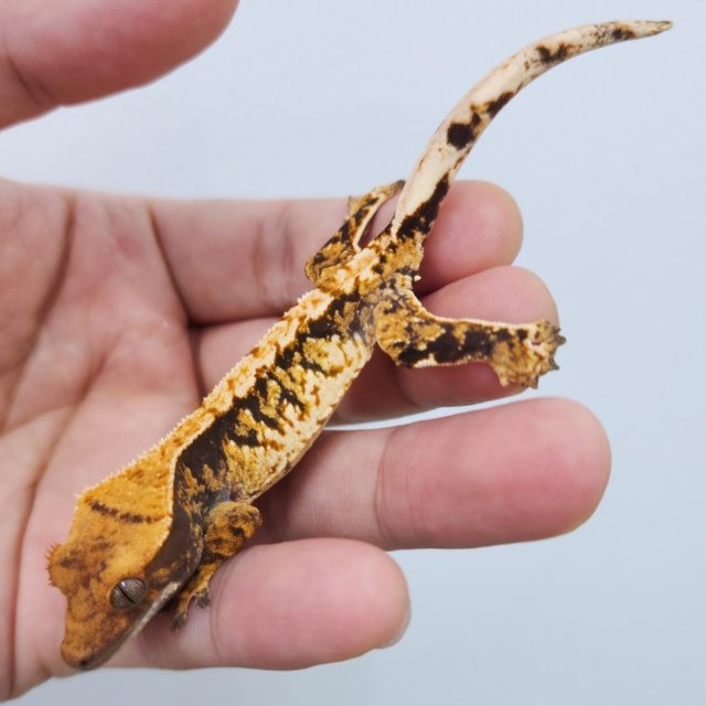 트라이 익스트림할리퀸 화이트스팟