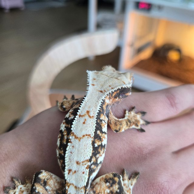 트라이 익스트림할리퀸 텐저린 화이트스팟