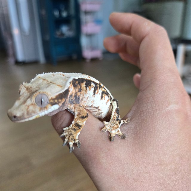 트라이 익스트림할리퀸 텐저린 화이트스팟