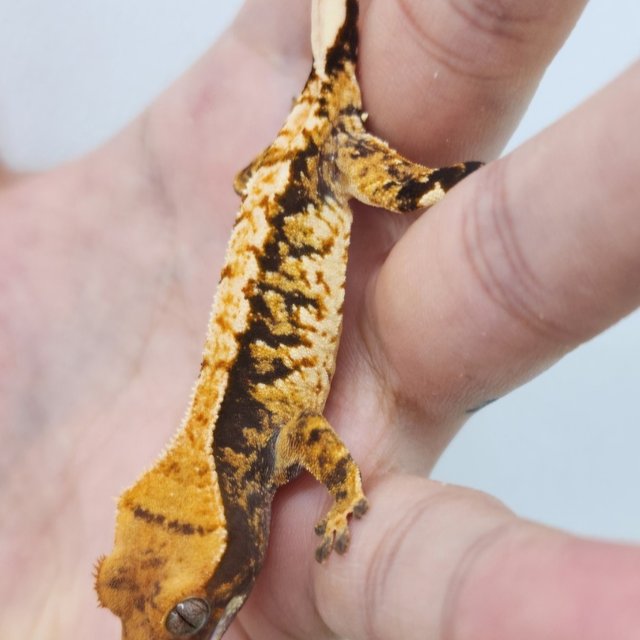 트라이 익스트림할리퀸 화이트스팟