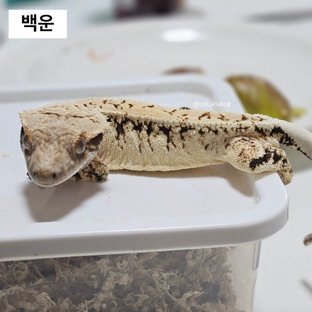 노멀 트라이