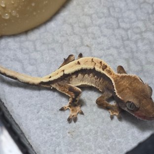 세이블 다크