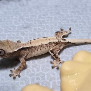 세이블 트라이