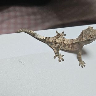 깜비