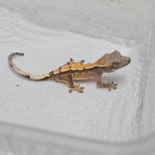 세이블