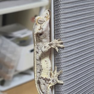 Normal Tri Full Pinstripe Quad Drippy White Spot