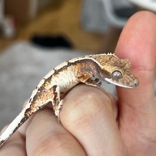세이블 트라이