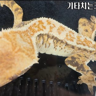 금왕