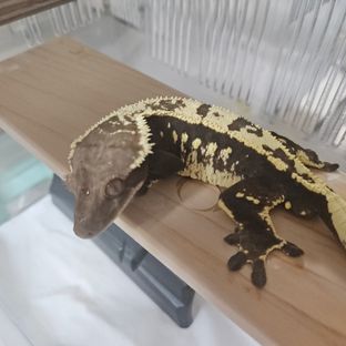 흥개