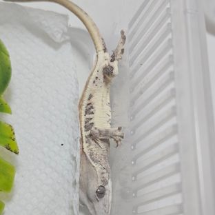 흥용3
