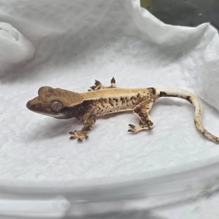 트라이