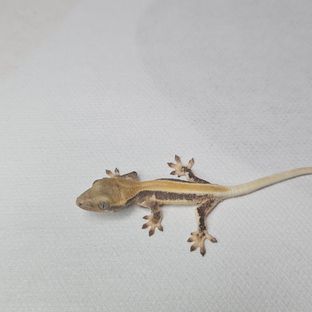 흥용