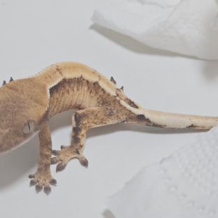 세이블