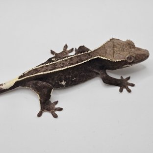 아잔틱 풀핀 핀스트라이프