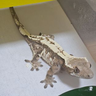 세이블 트라이 달마시안