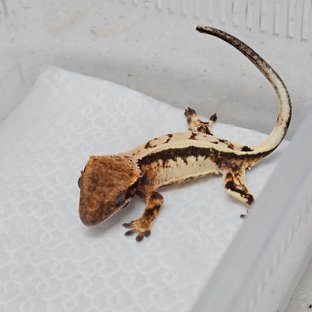 세이블 트라이 핀스트라이프