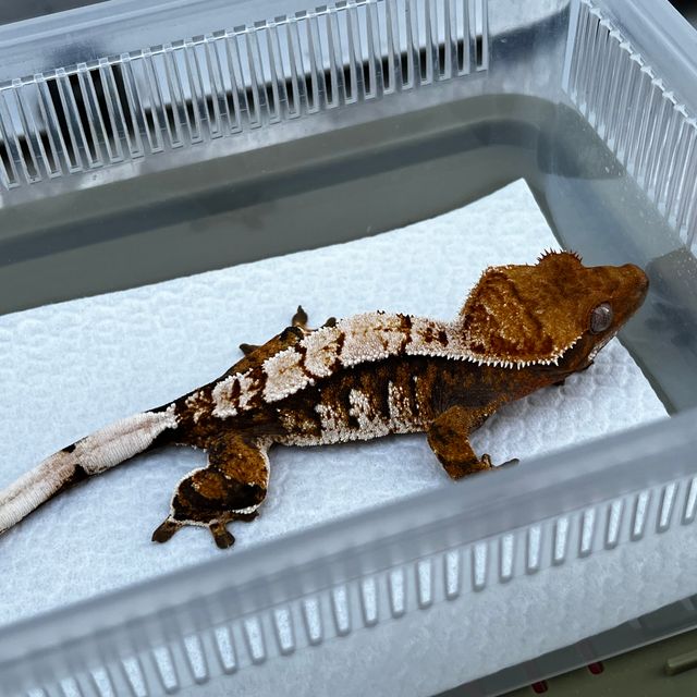 트라이 텐저린